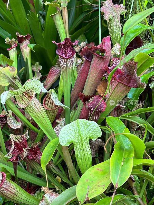 肉食性深红色猪笼草(Sarracenia leucophylla)的全画幅图像，紫红色的纹理覆盖在中空的猪笼草状叶子上，叶子呈波浪状边缘，聚焦于前景